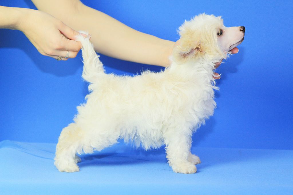 Grand Sunlife Suntory Hakushu