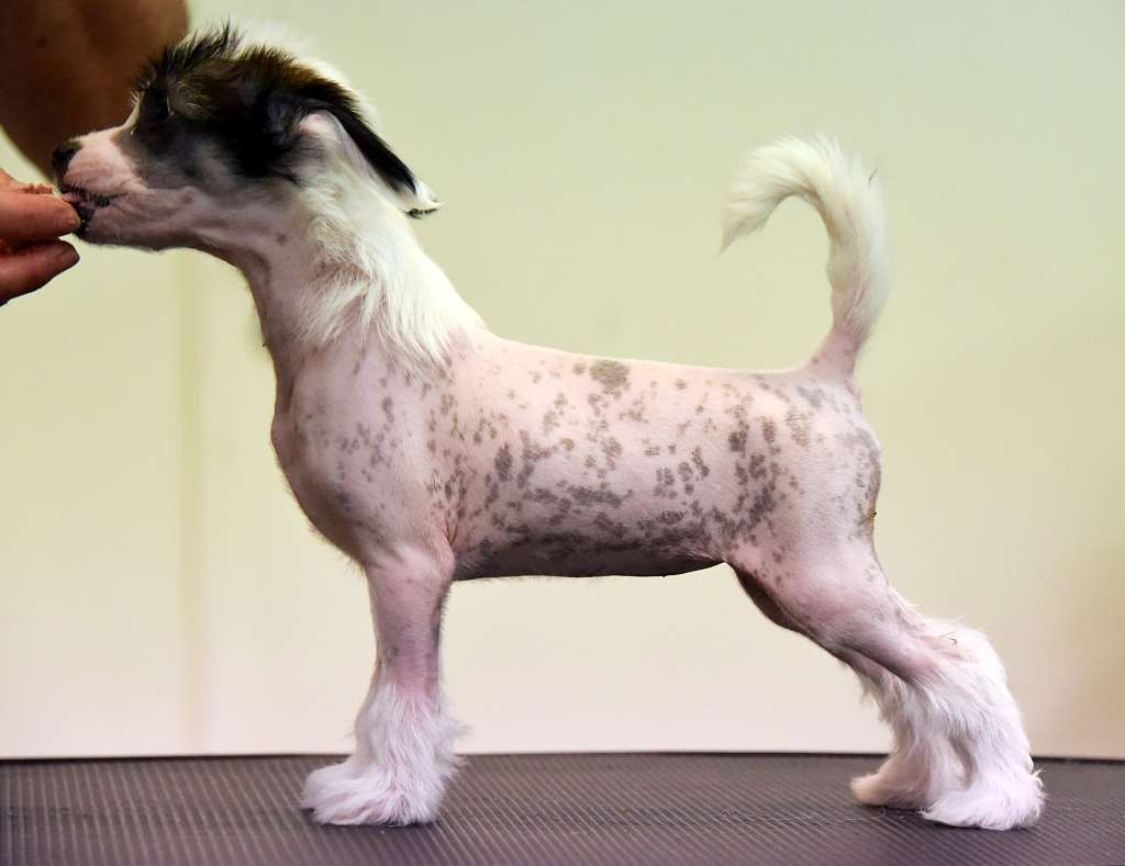 Jean Dark Happy Song