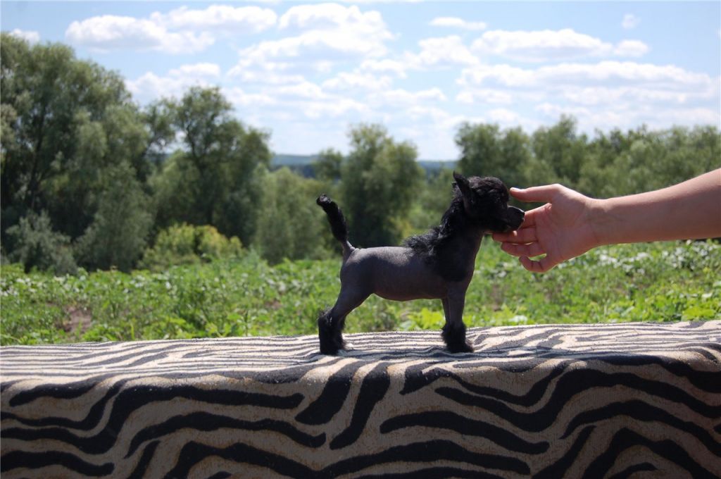 East Sharm Puppy Lee