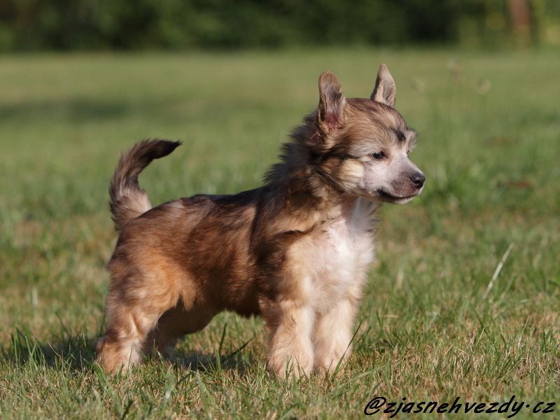 Freya z Jasne hvezdy