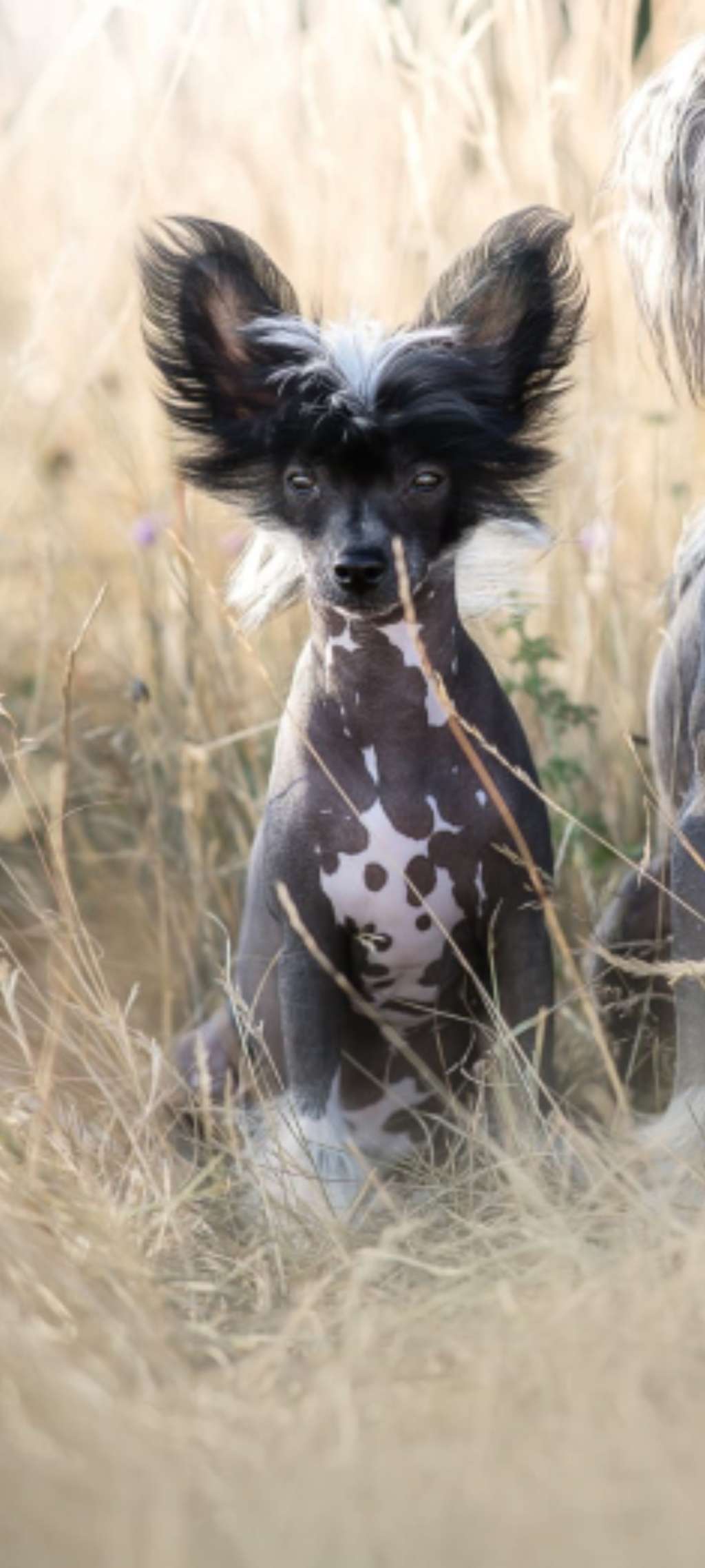 Crazy Cresteds Kiviuq Gin