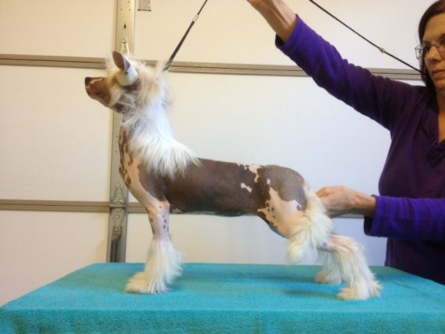 Stars at Sea Queen for a Day At Zhen