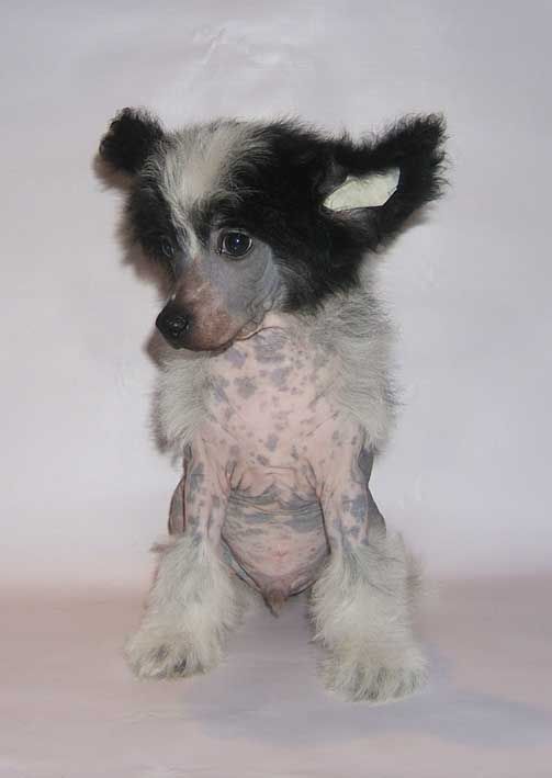 Shanel Glamour Backfire Man