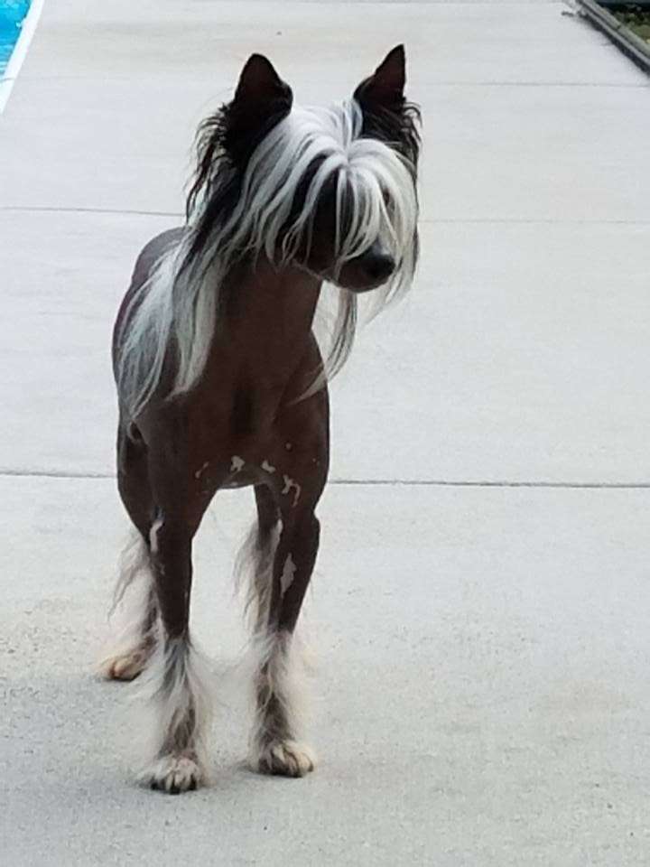 Rock Star's Prince of Barkness