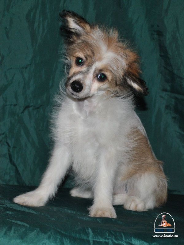 Vlastelina Iz Zelenoy Roshi