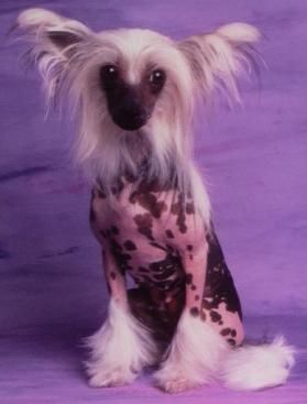 Gingery Hot Fudge Sundae Curios