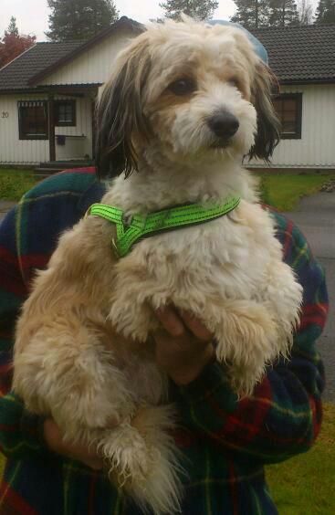 Amelion's Optimus Prime