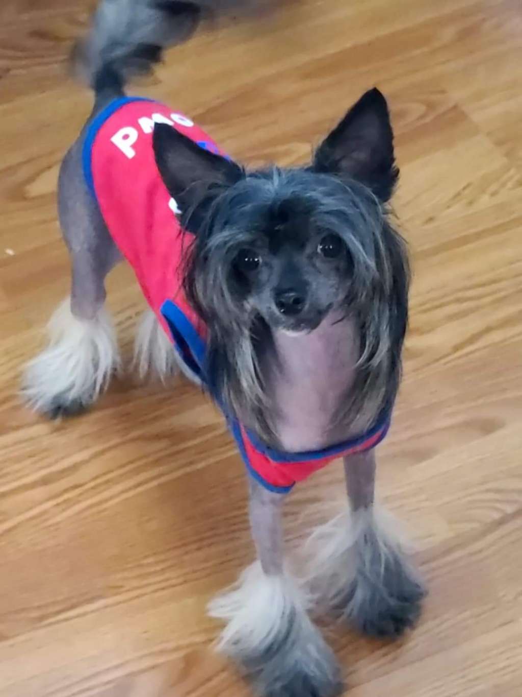 Pride of the night Nala