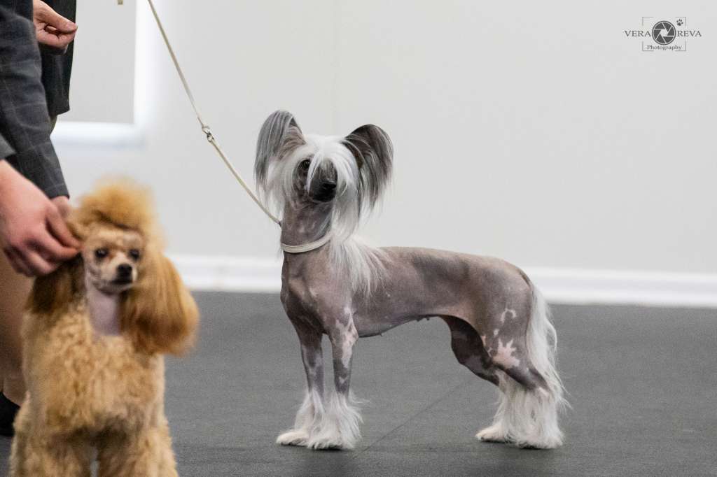 Apriori Vip Shanz-Elize