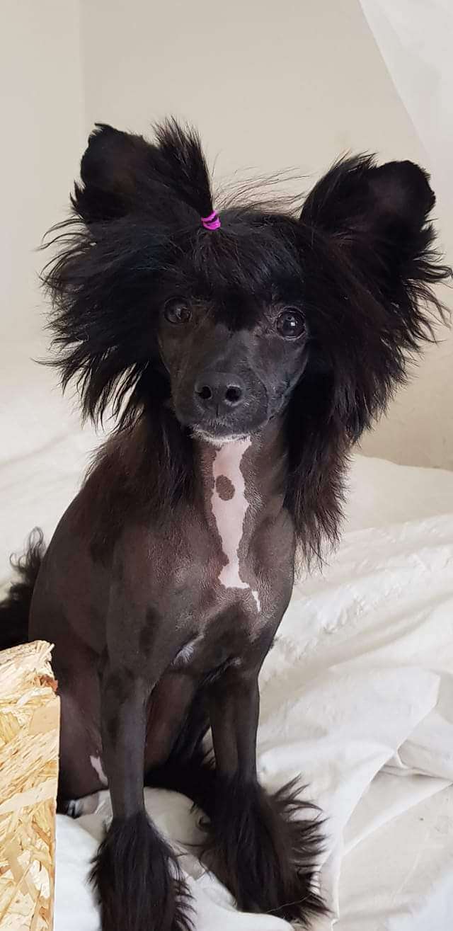 Maximilla's Do You Excuse Me