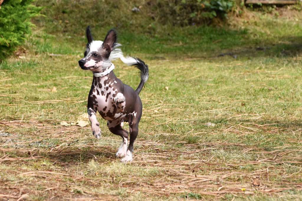 Fatal Beauty Z Valdorfskych lesu