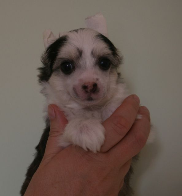 Sky Miracle Enigma For You