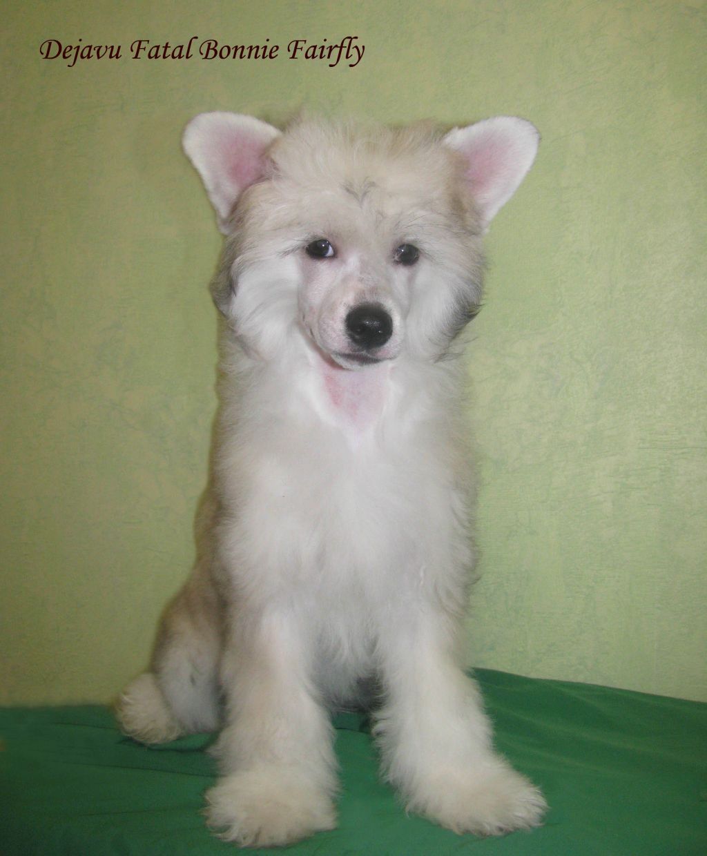 Dejavu Fatal Bonnie Fairfly