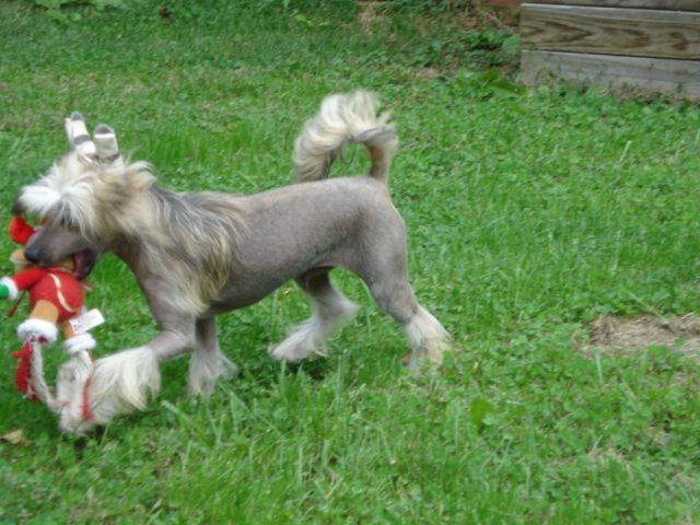 B'Juled Running With The Wind