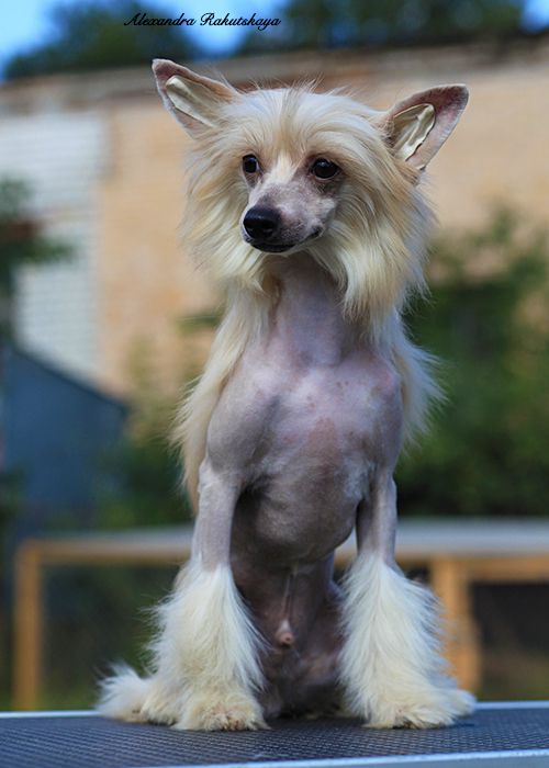 Olegro Katrin Citroen