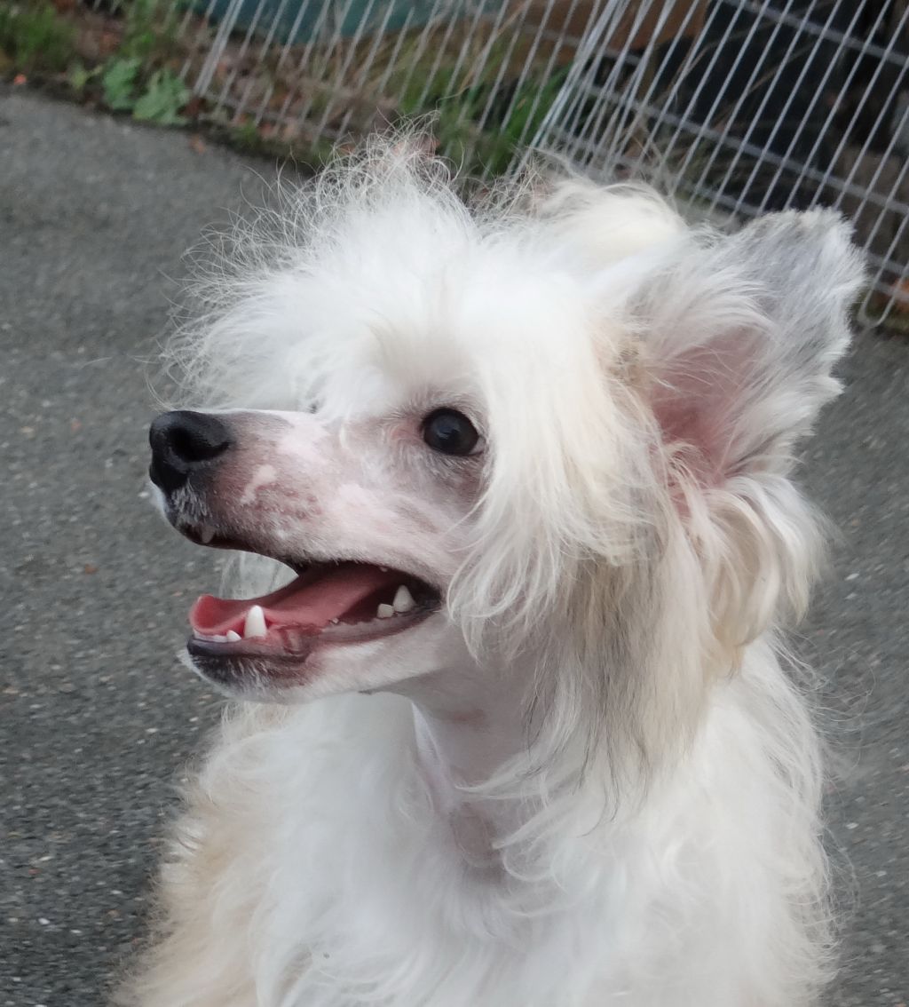 Krasotka Star Ideal Image