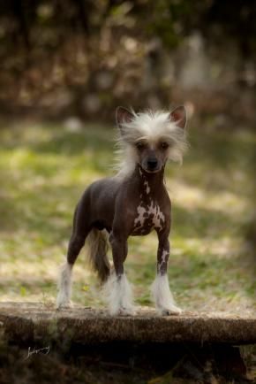 Chasse C. Sebastião 