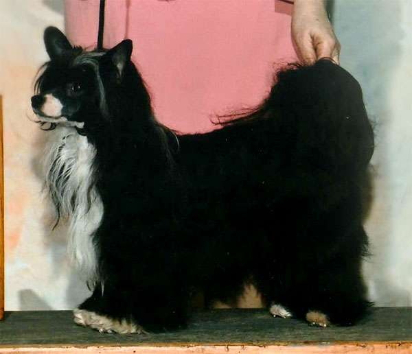 Edelweiss Dancing Diva at Showy Lady