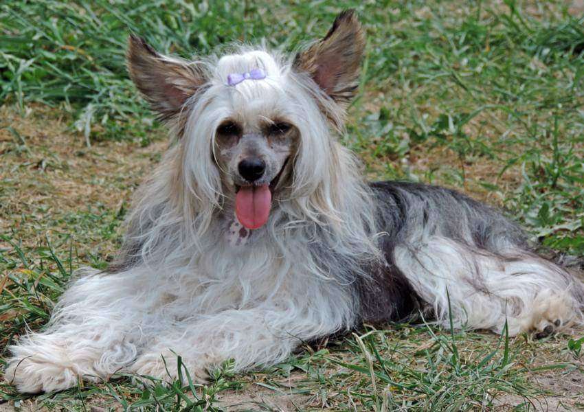 Landkris Shcevellina