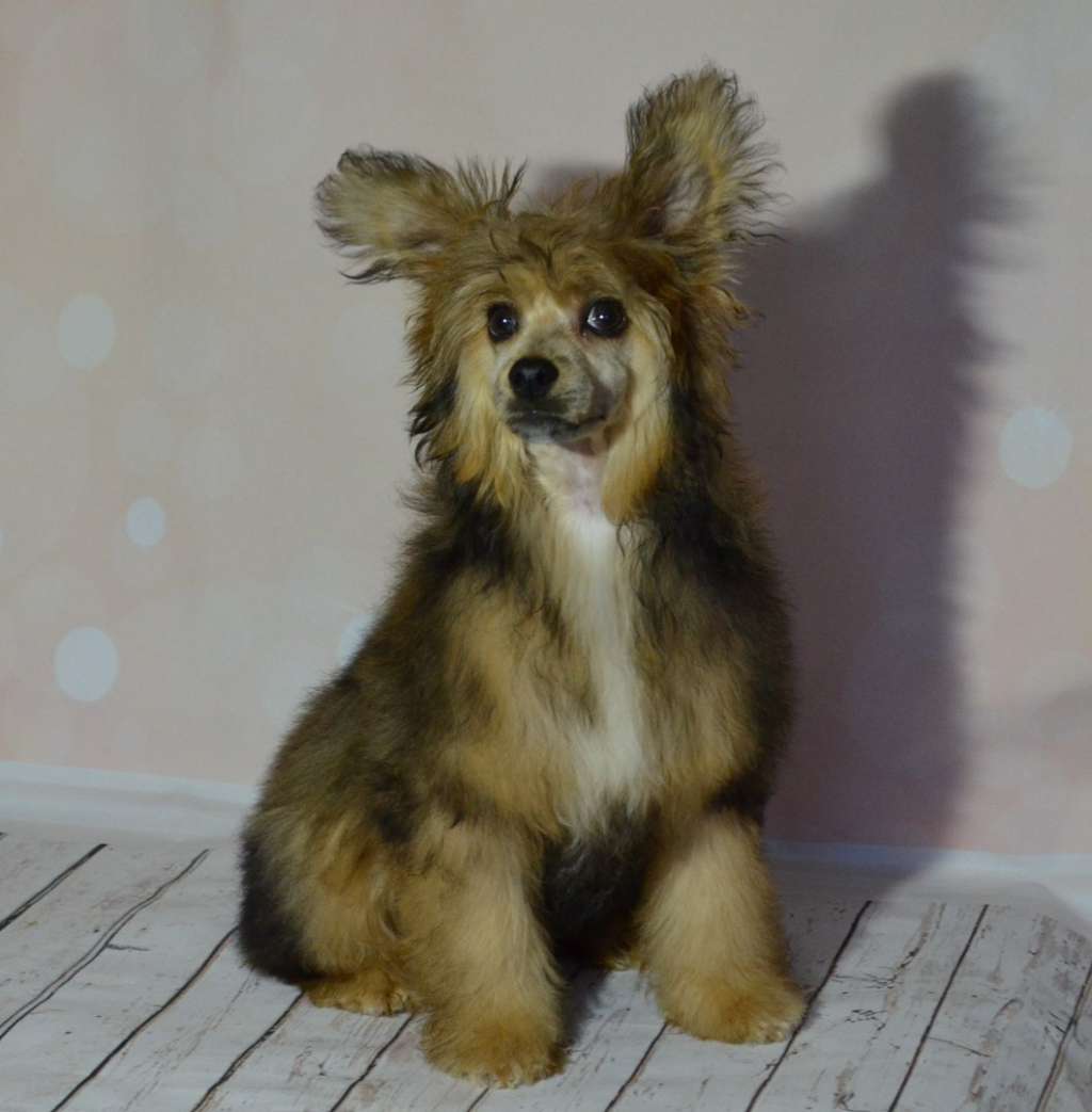 Ognenny Lotos Gold Fish