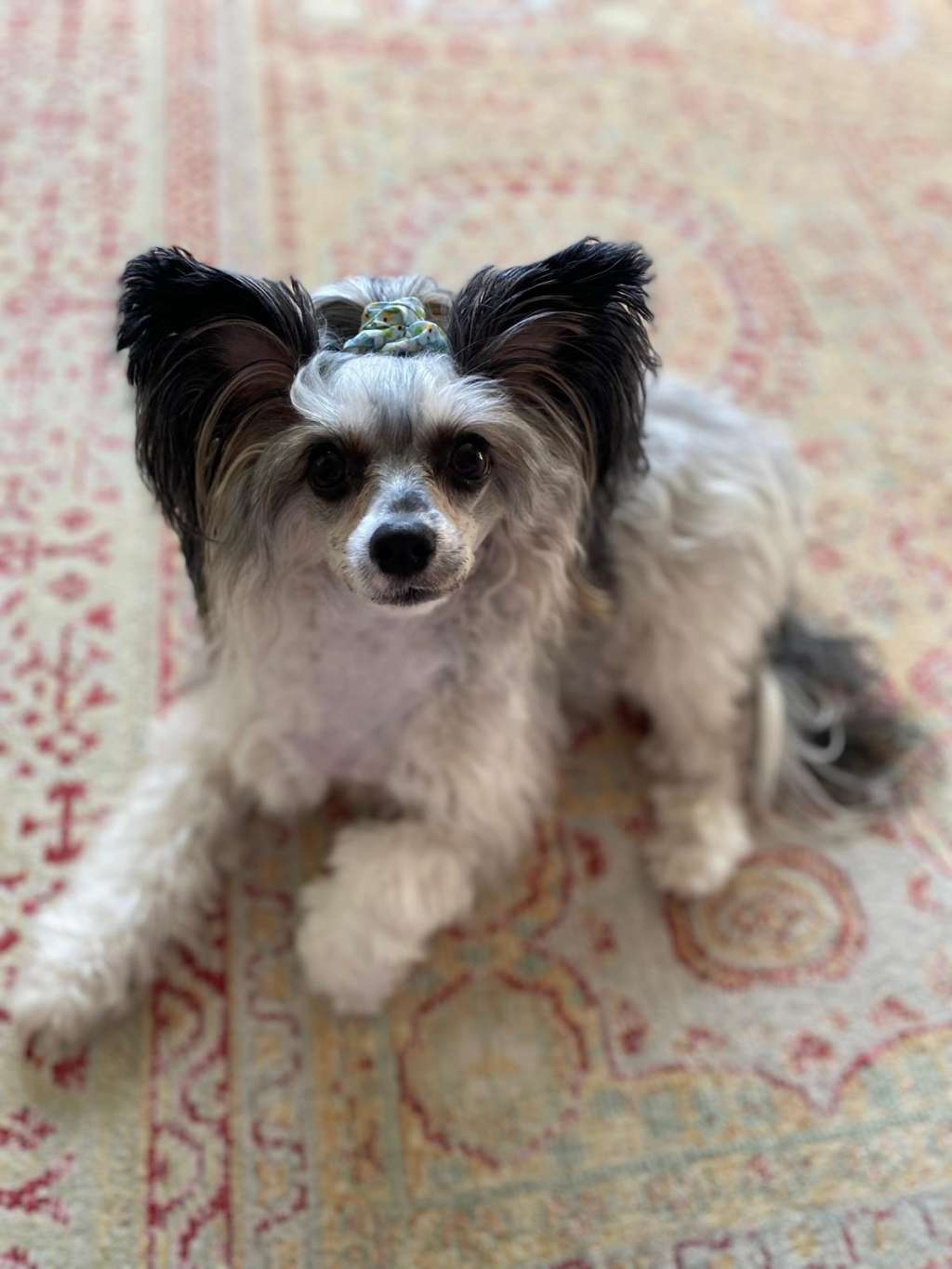 Sukansyöjän Black Betty