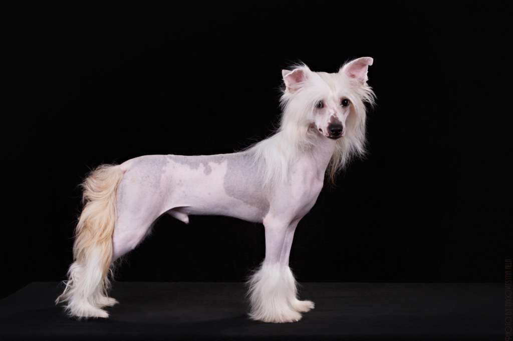 Rus Lorens Centurion