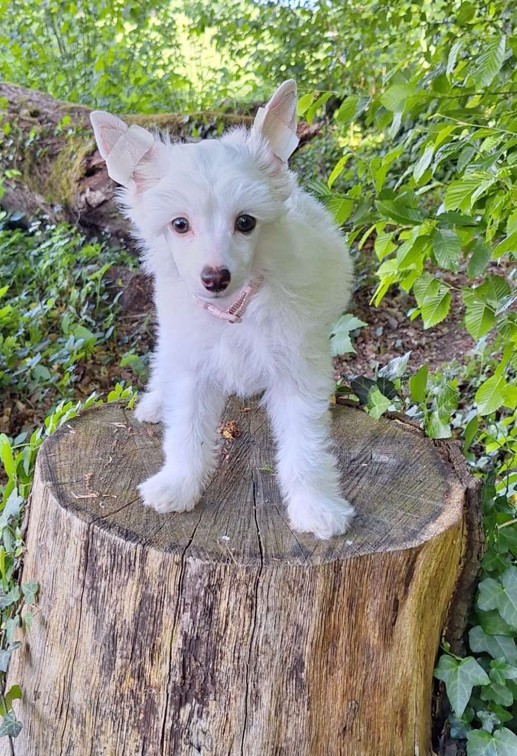 Crazy Cresteds Naira LeFreak