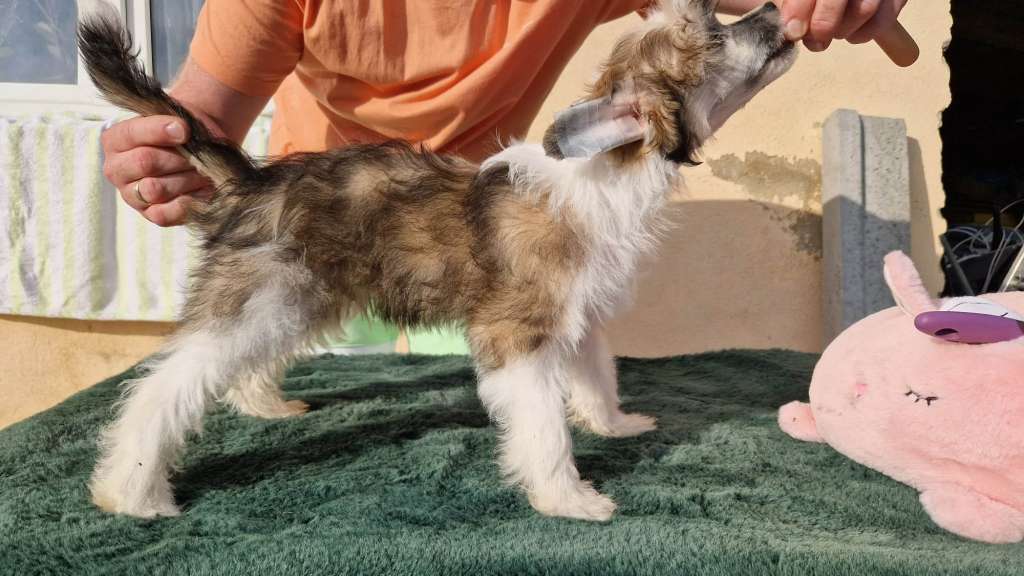 Felix Ze Zlocistego Raju