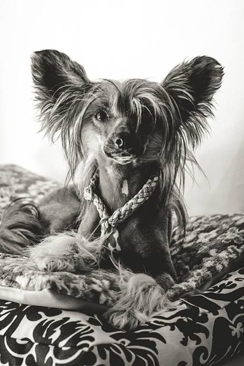 Key To My Heart  Princes de la Roses