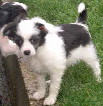 Kenmilleven Plum Satin