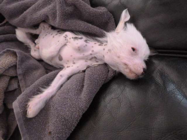 Taï Mandchou's Jennings