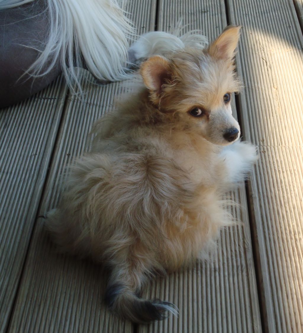 Tailswing's Wild Honey Pie