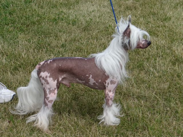 Castaway's Pinot Grigio At Xiao Ma (at Lesmars)