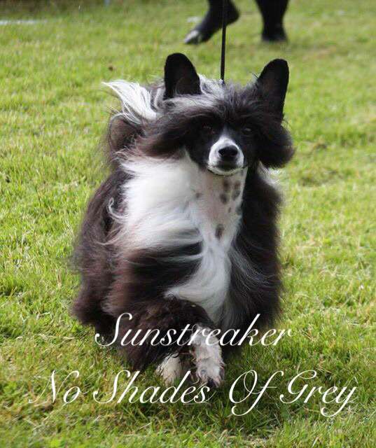 Sunstreaker No Shades of Grey