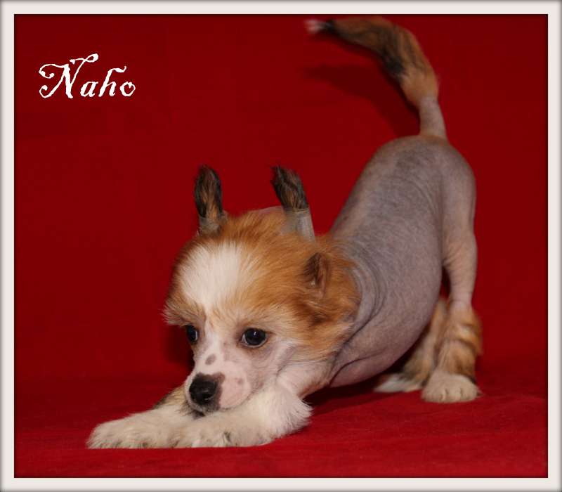 naho du pavé de varennes