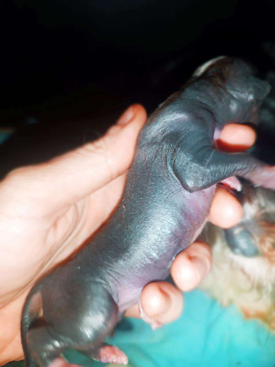 Via Della Seta Osmanthus Wine