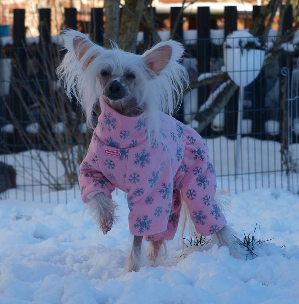 Yunao's Chesmina Cilly Cresta