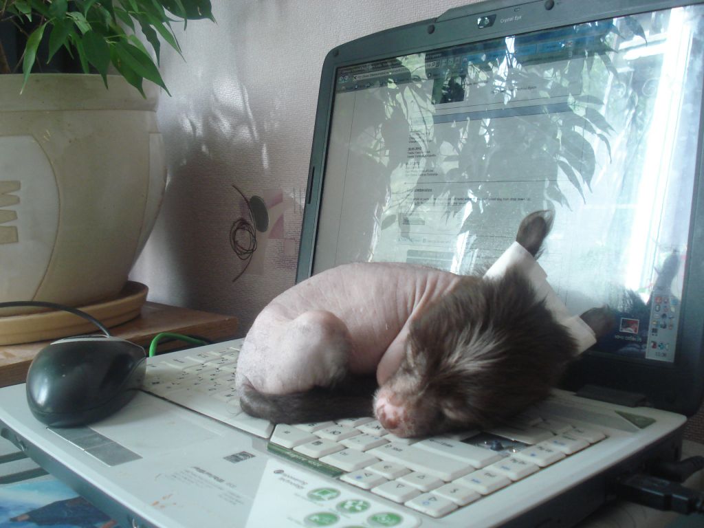 Ogni Stolitsy Barynja-Sudarynja