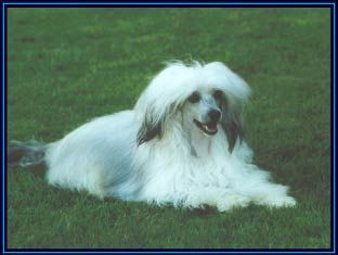 Hibacka's Merlin The Magician