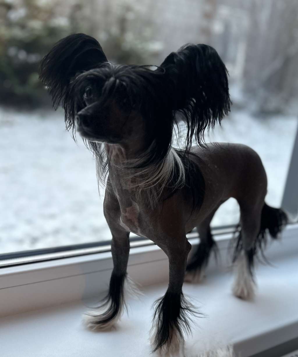 Tirlittan Yammy Black Diamond