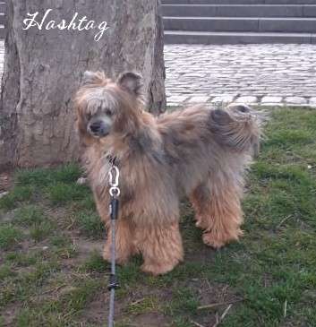 Exotic Spirit Ologram Hashtag