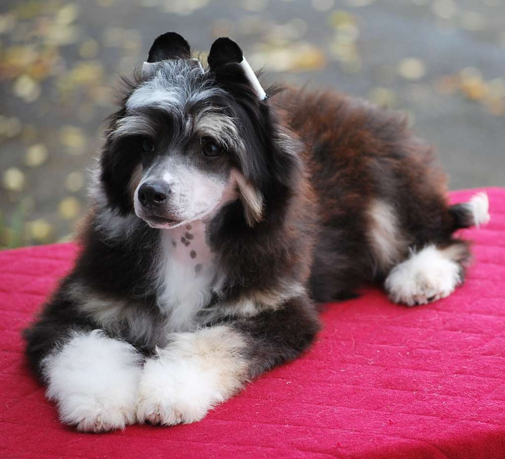 Little Dog Of Dream Magic Sky