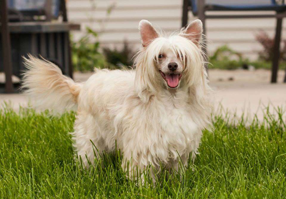 Evercrest's Tangerine Dream