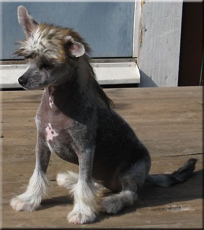 Marachinos Mystical Hotshot