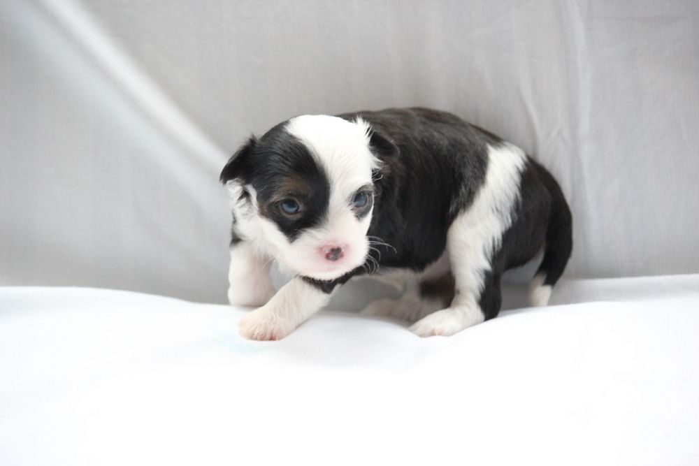 Picture