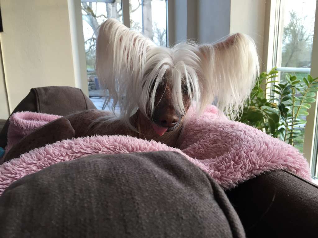 Tournais Dog Whisperer