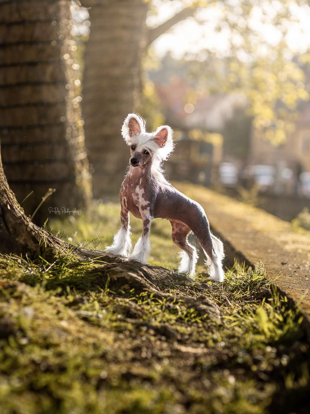 CC Top Exclusive Tequila Sunrise