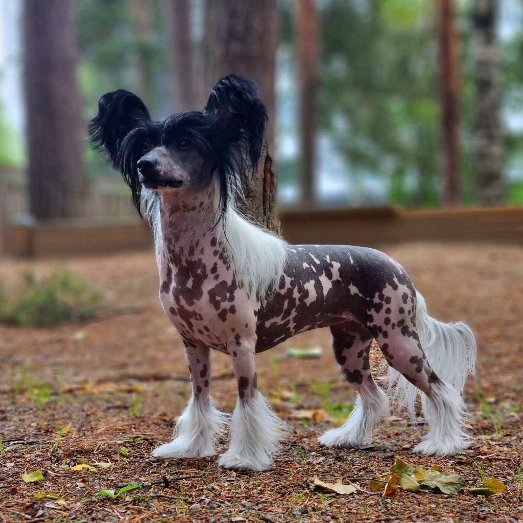 Viuvaun Unicorn Freak Shake