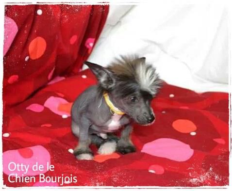 Otty de le Chien Bourjois