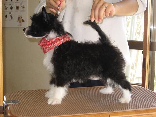 Rino Anne JP Wispering Breeze